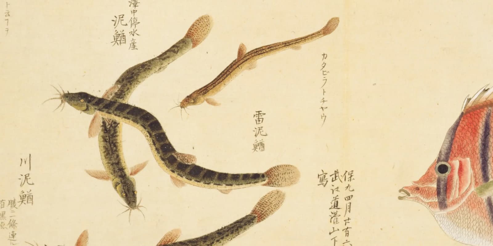 ドジョウ養殖の歴史は元禄から——「味も亦美ならず」と書かれた